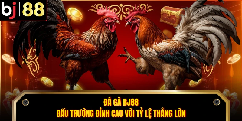 Đá Gà BJ88 - Đấu Trường Đỉnh Cao Với Tỷ Lệ Thắng Lớn