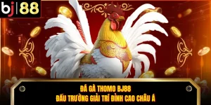 Đá Gà Thomo BJ88 - Đấu Trường Giải Trí Đỉnh Cao Châu Á